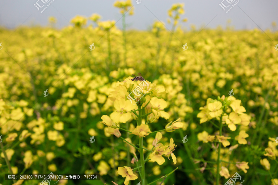 油菜花和蜜蜂