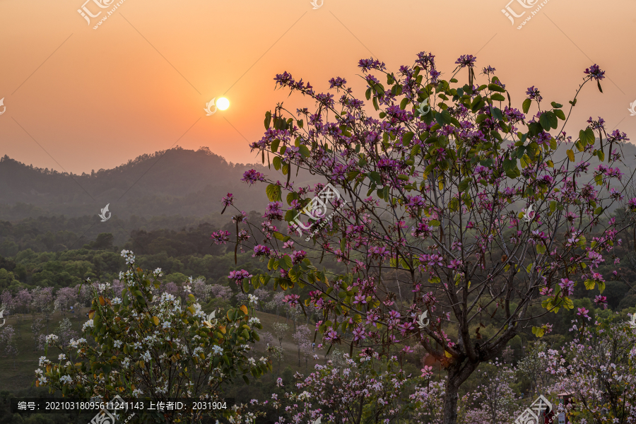 夕阳和紫荆花