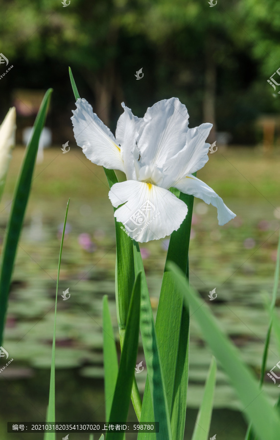 花菖蒲