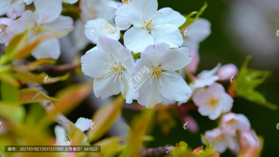 樱花