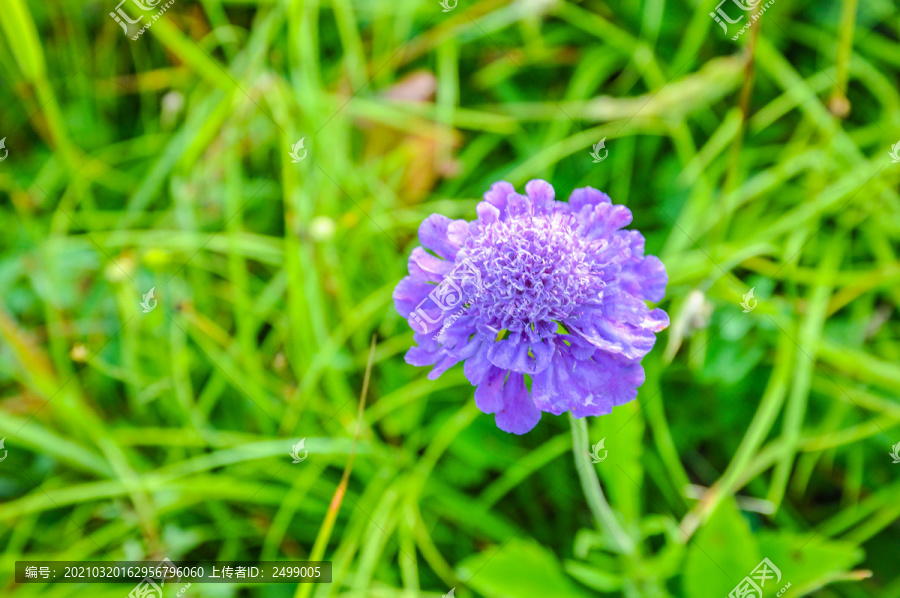 蓝盆花