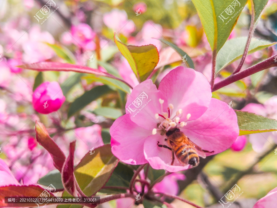 蜜蜂采蜜