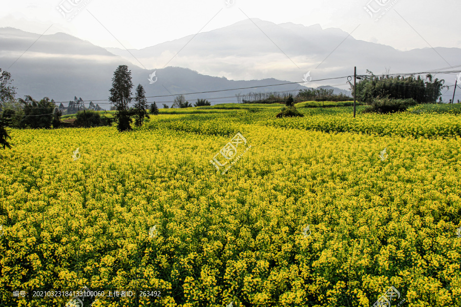 山间田野里的油菜花