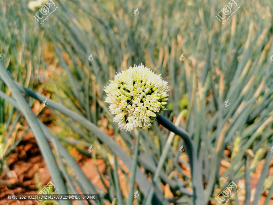 大葱种植