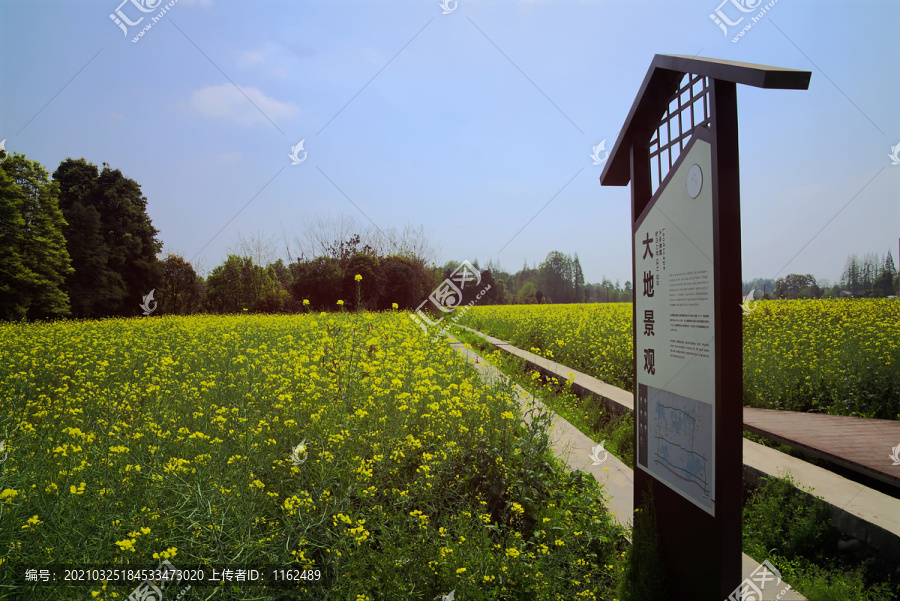 油菜花大地田园景观