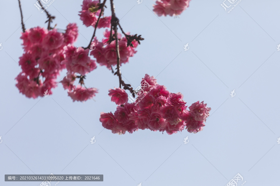 蓝天与樱花