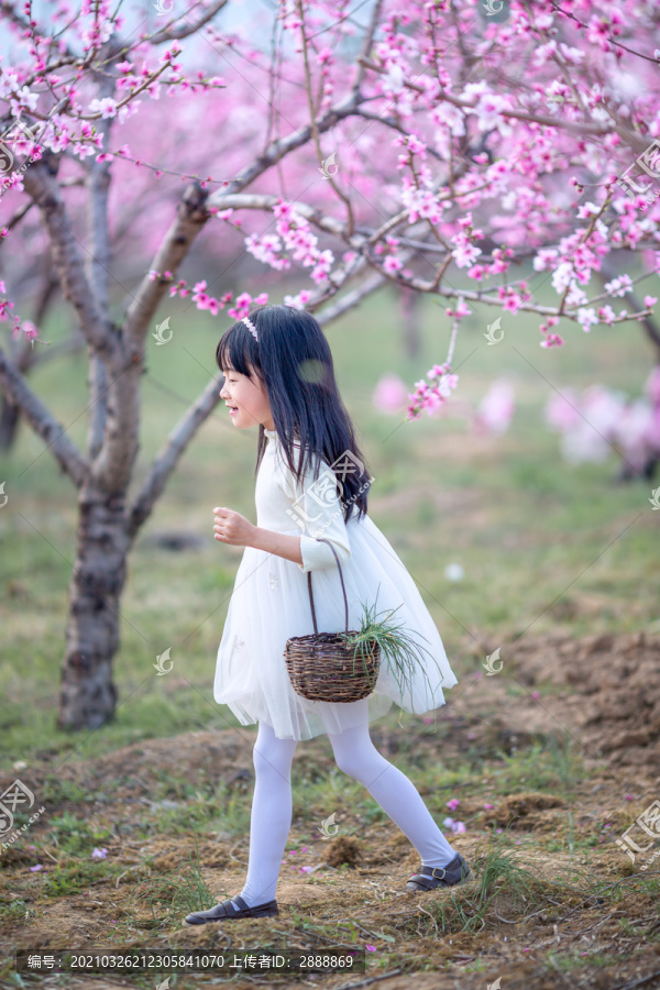 穿白色连衣裙的小女孩在桃花林里