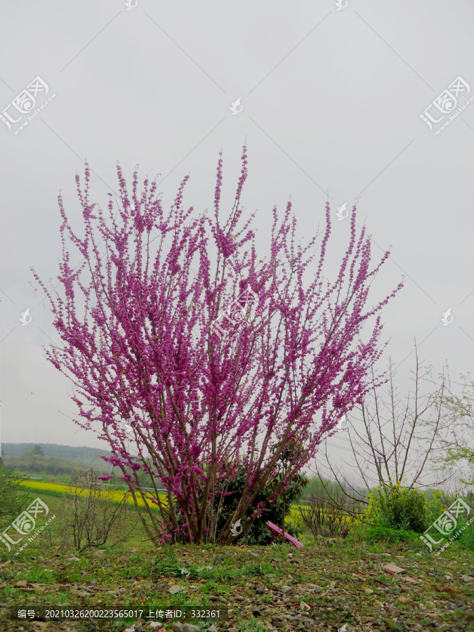 一棵紫荆树