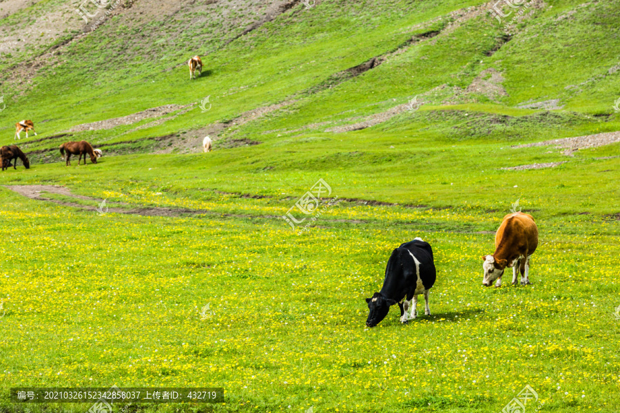 草原夏季牛群野花山坡