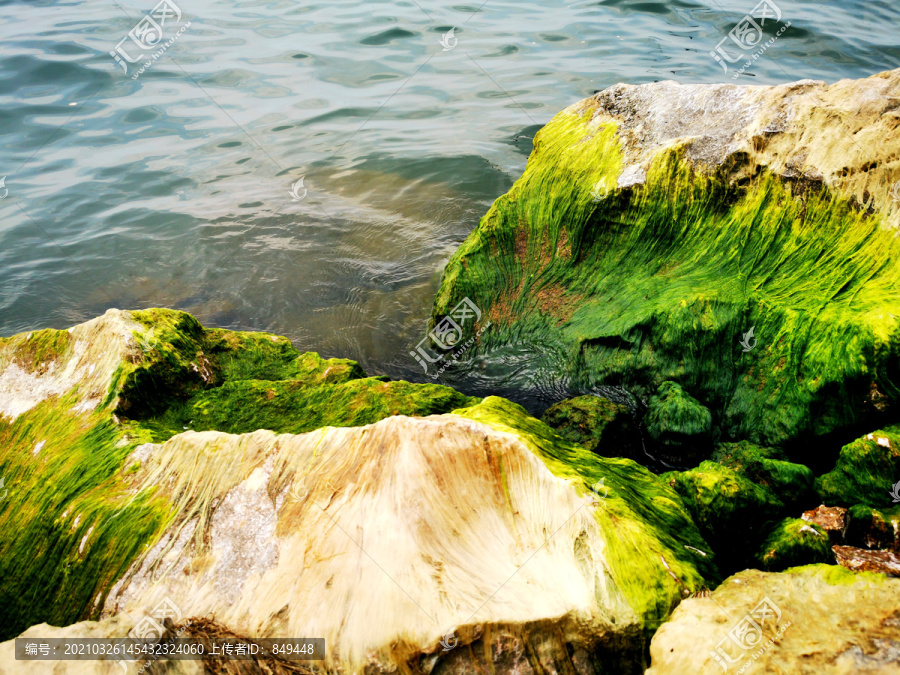 海岸边的青苔石头