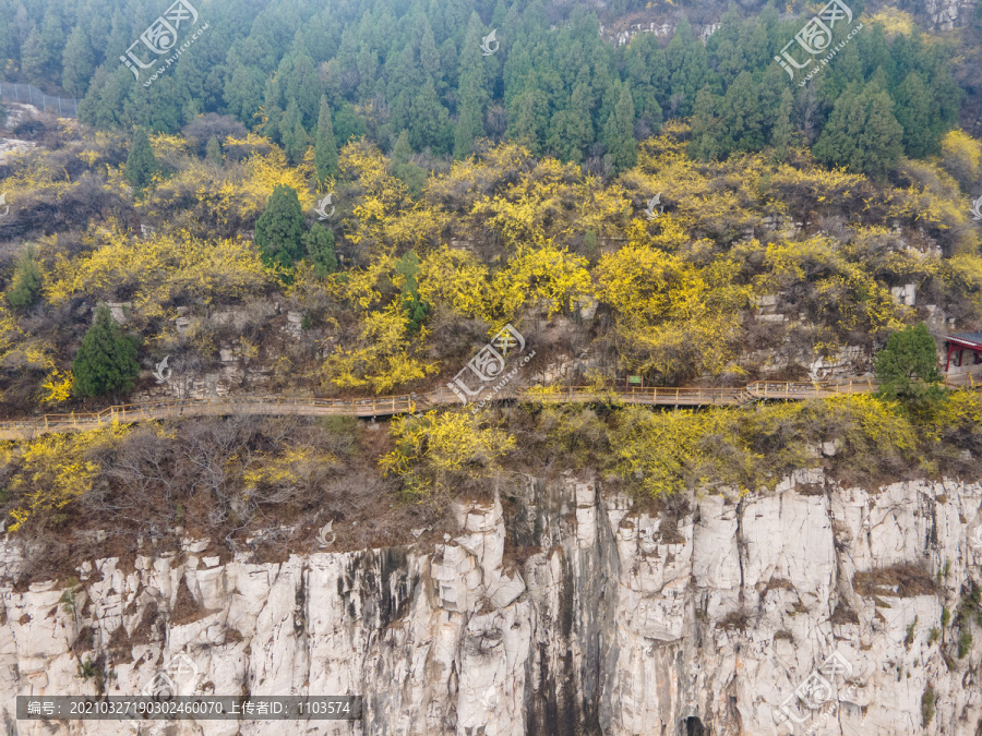 航拍济南佛慧山连翘花开47