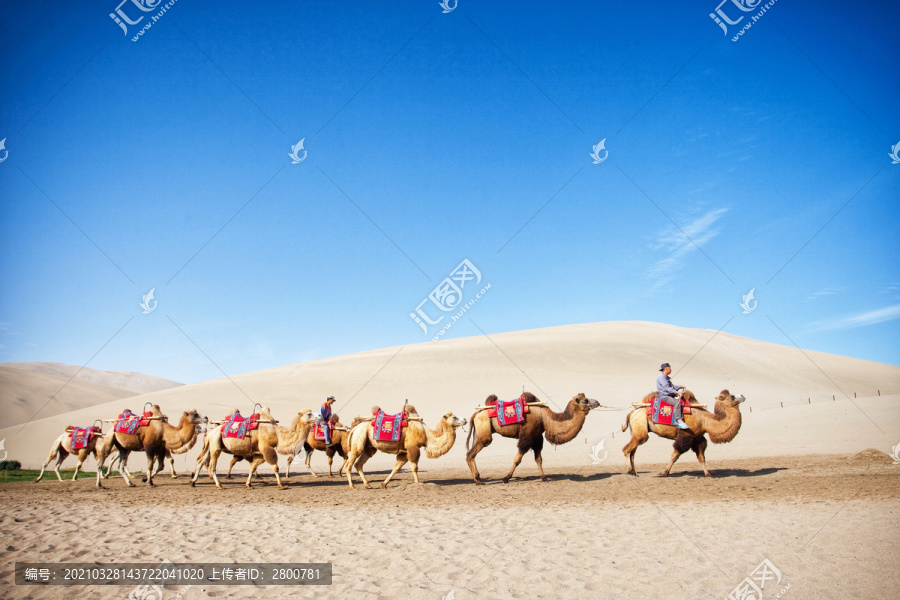 月牙泉沙漠骆驼