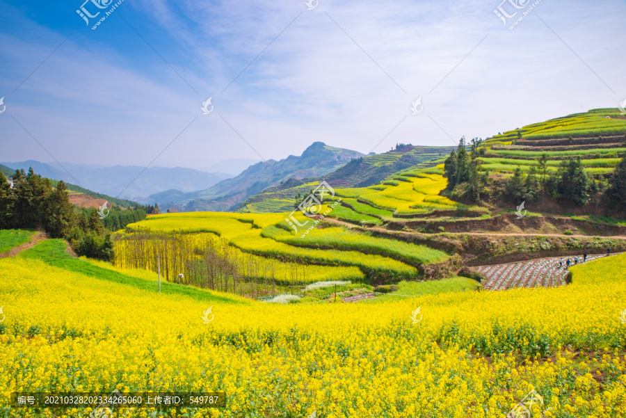 罗平革岗油菜花梯田