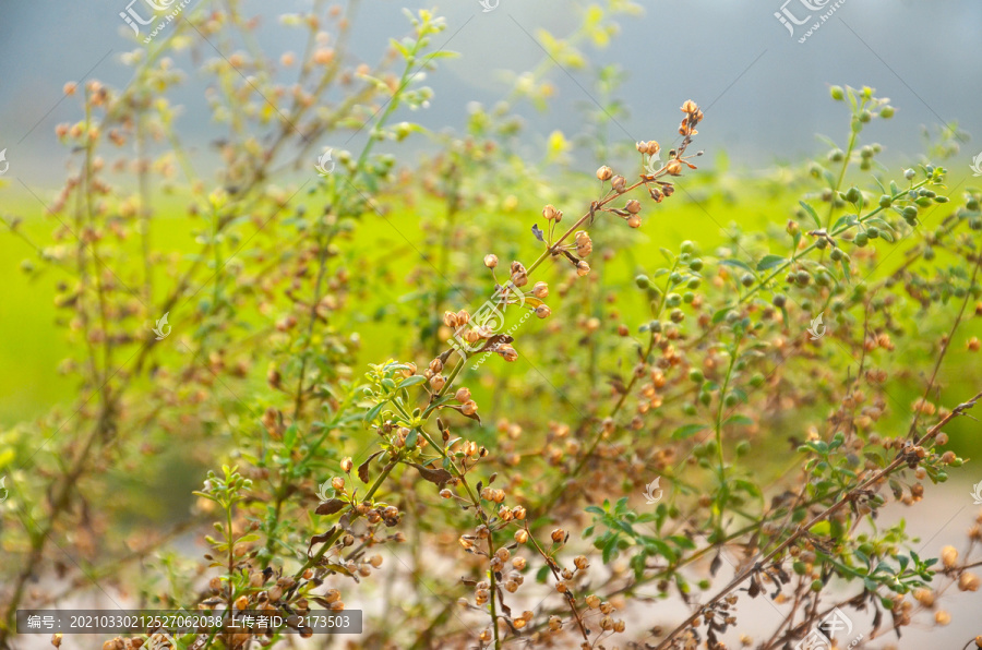 野甘草