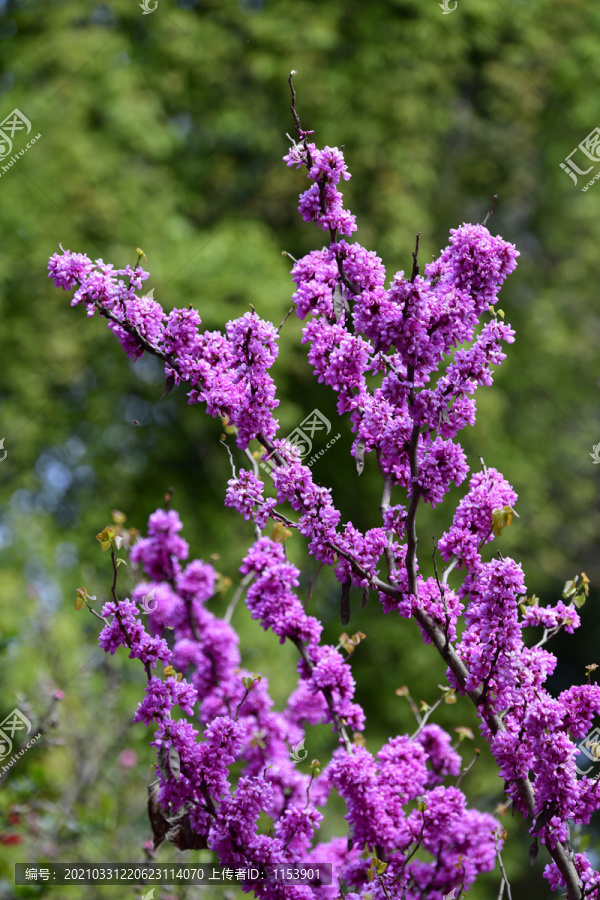 紫荆花