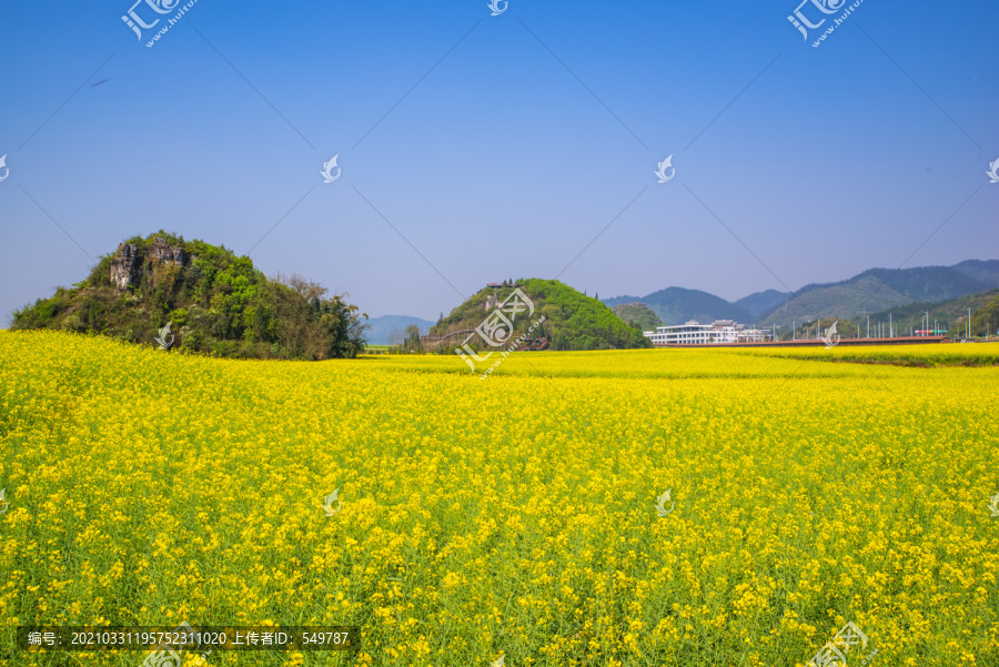 云南罗平油菜田