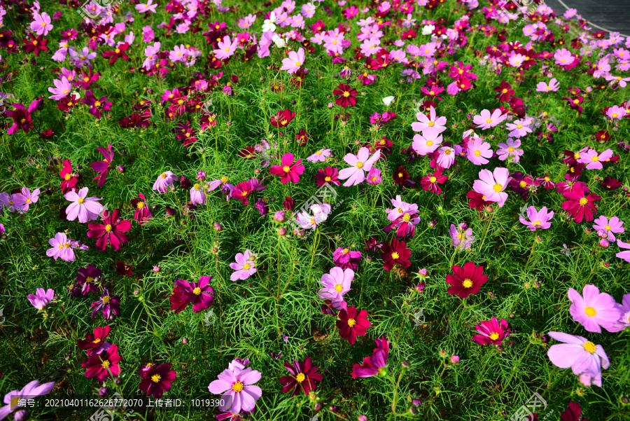 格桑花