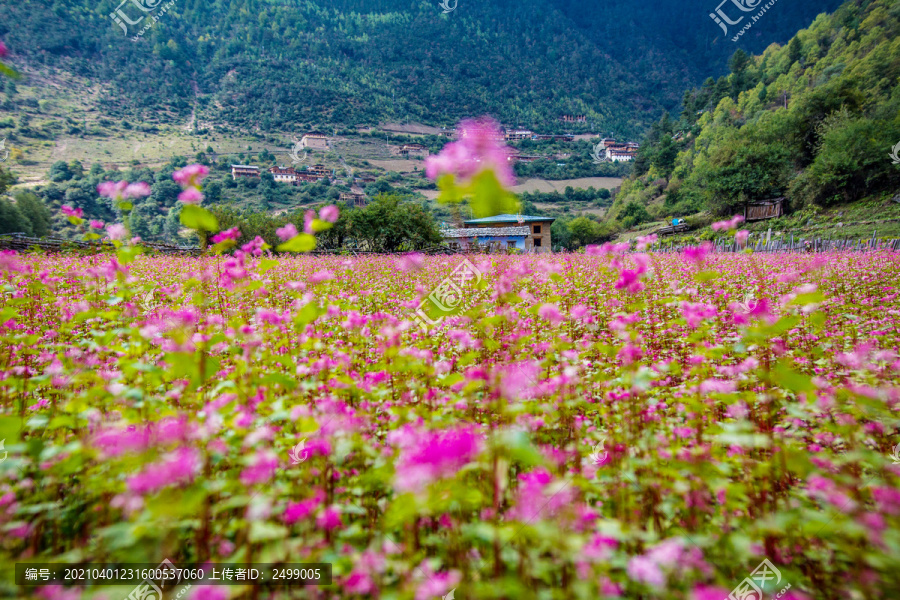 杜鹃花