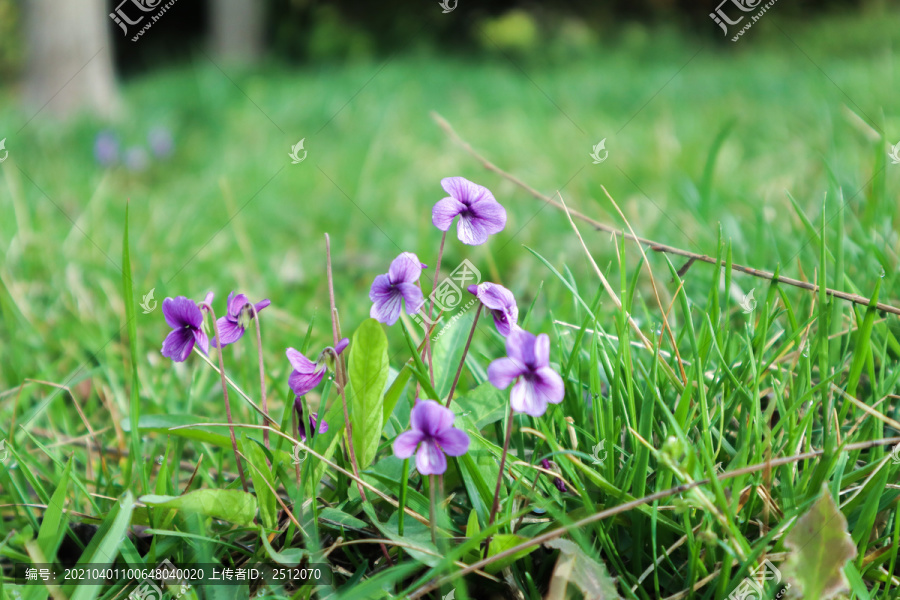 紫花地丁别名二月兰和犁头草