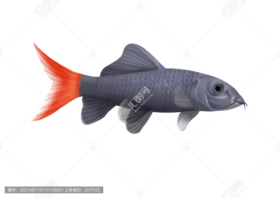 小清新写实卡通热带鱼类红尾黑鲨