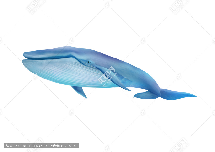 小清新写实卡通哺乳类生物蓝鲸