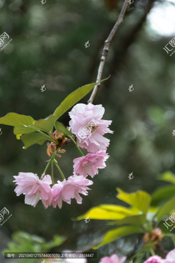 樱花盛开