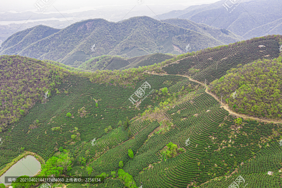 茶山茶叶基地