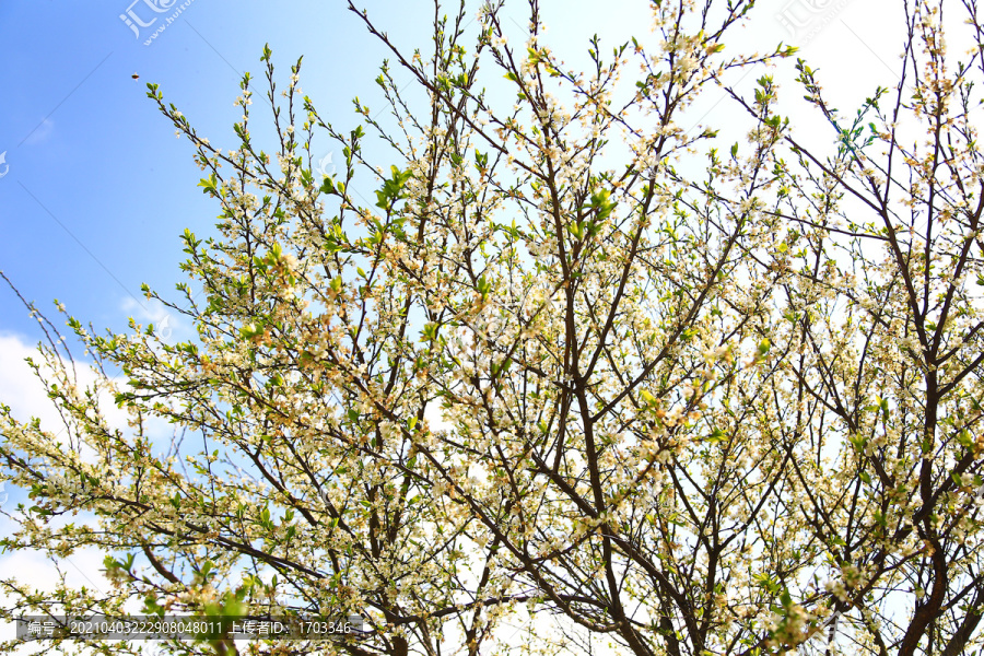 桃花树背景