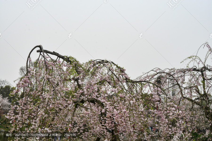 日本樱花