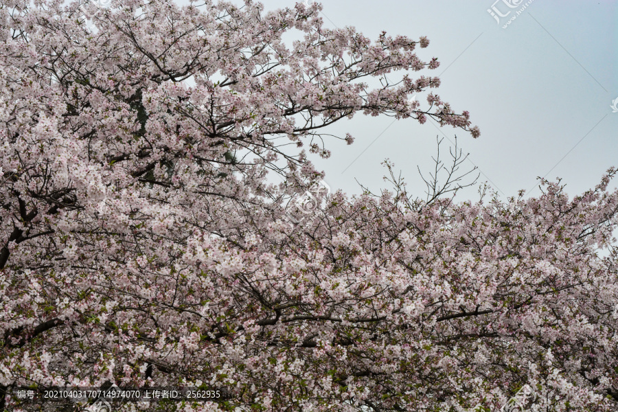 日本樱花