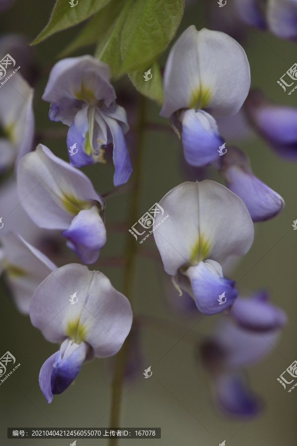 紫藤花特写