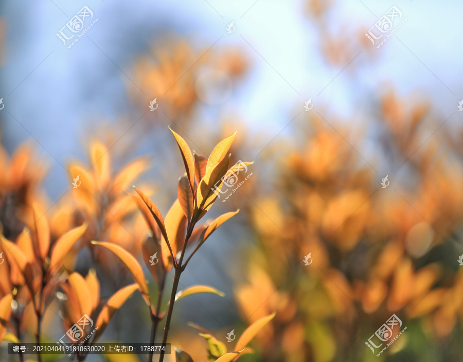 植物花卉