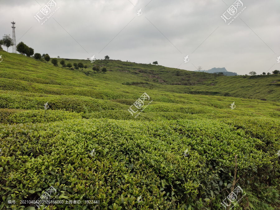 茶园背景