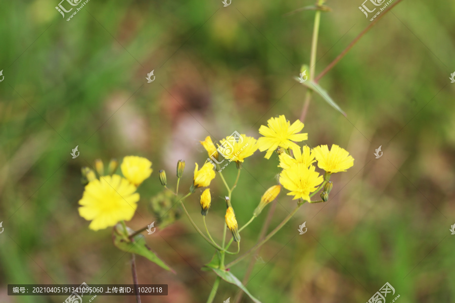 翅果菊