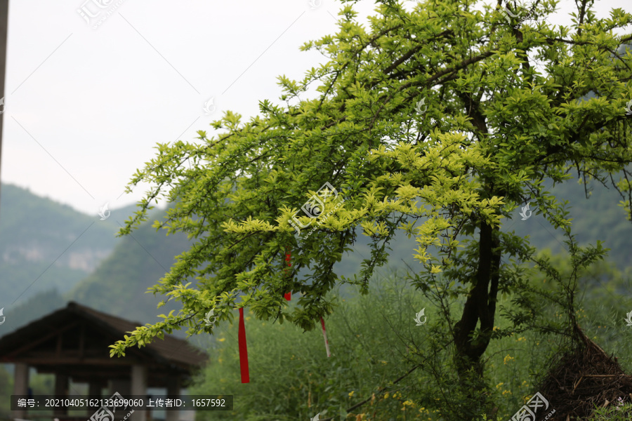 越野