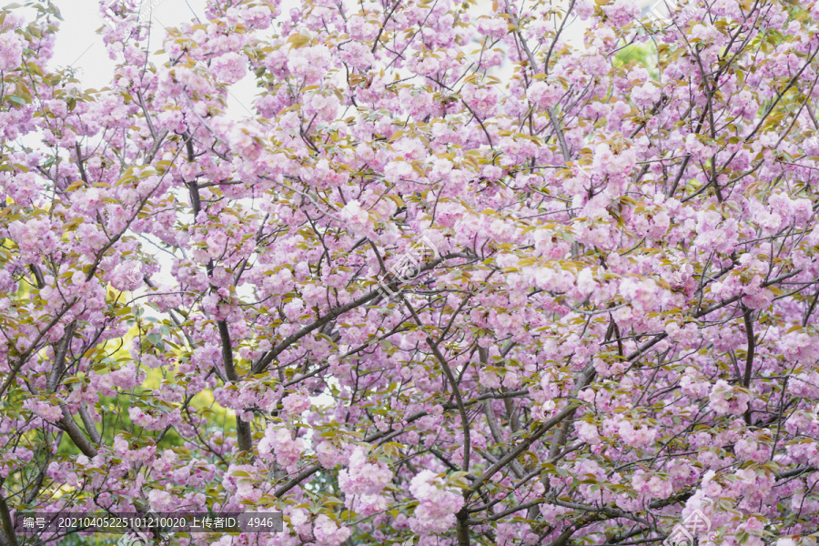 樱花季