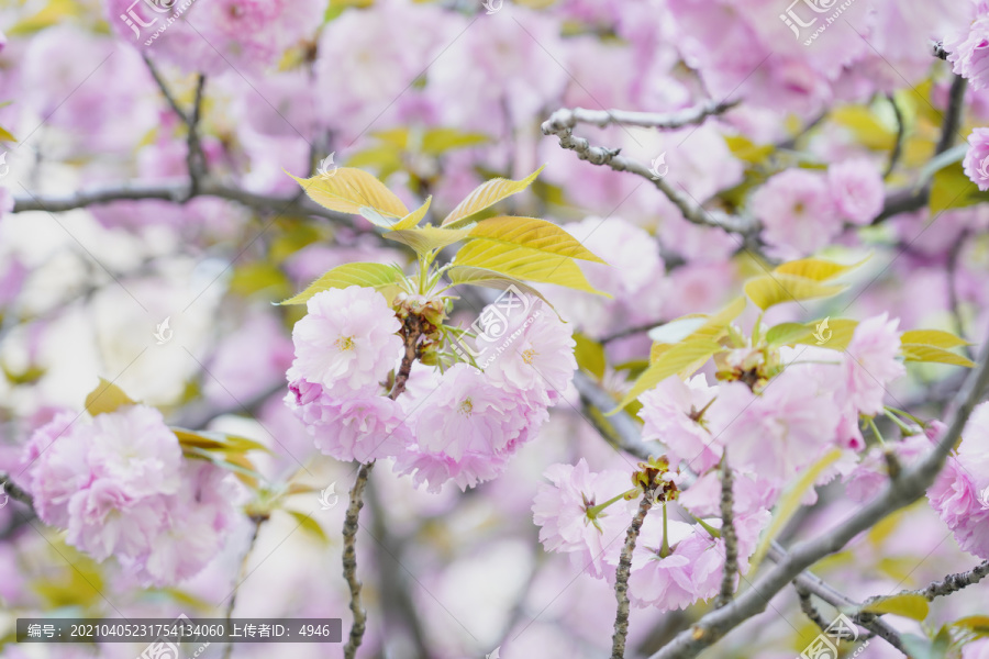 日本樱花