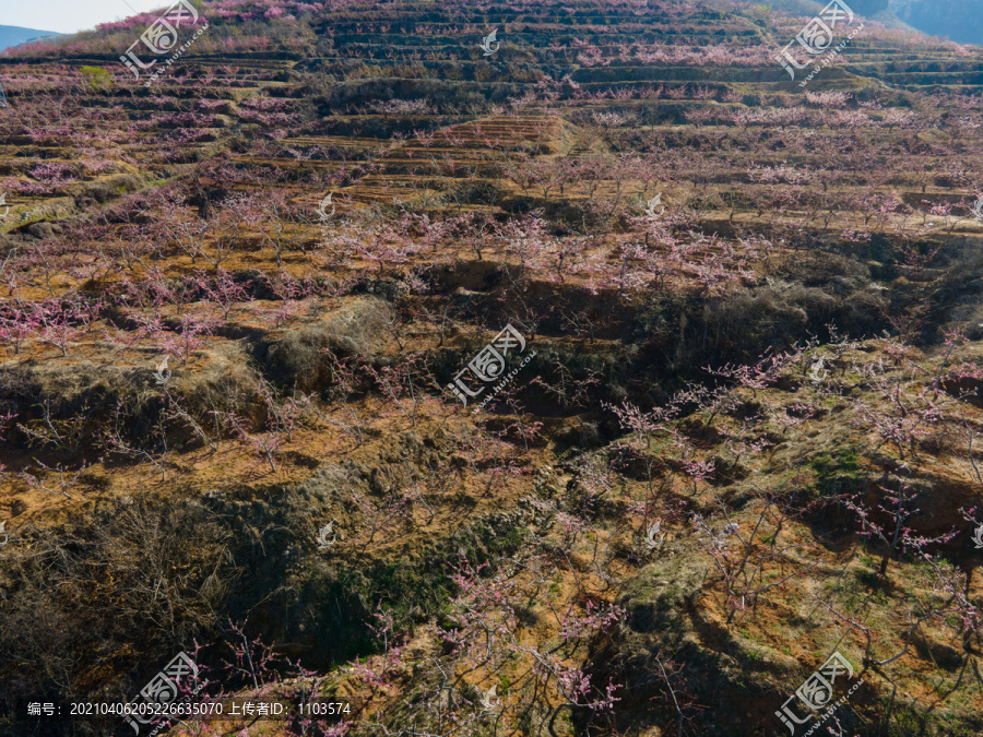 山东沂蒙山区桃花花海134