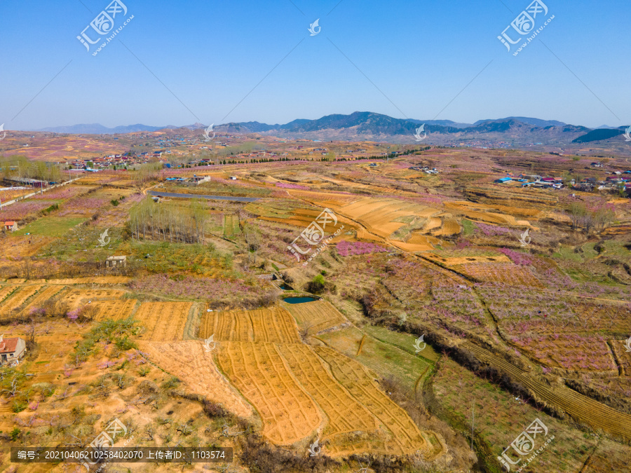 山东沂蒙山区桃花花海126