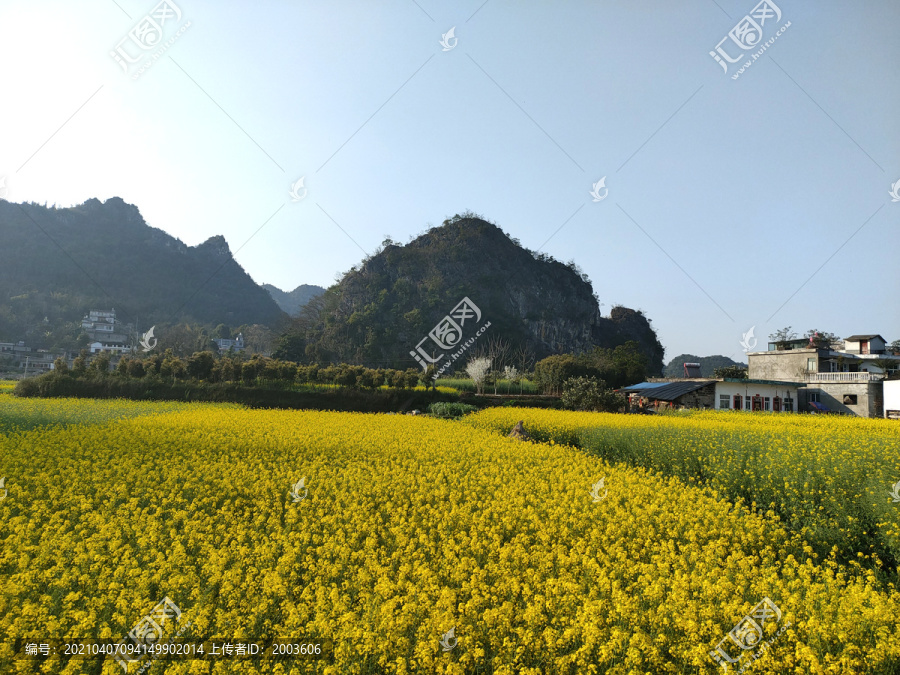 万峰林油菜花