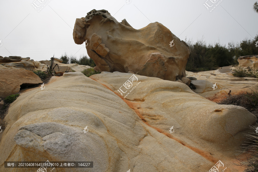 绵羊沉思