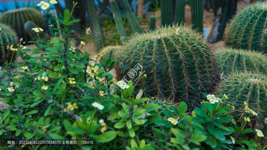 沙漠植物沙生植物仙人球