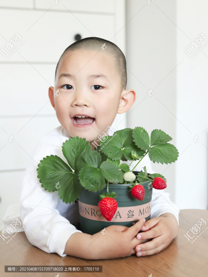 男童抱着一盆草莓