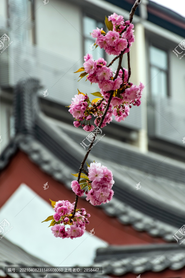 大唐通易坊的樱花开了