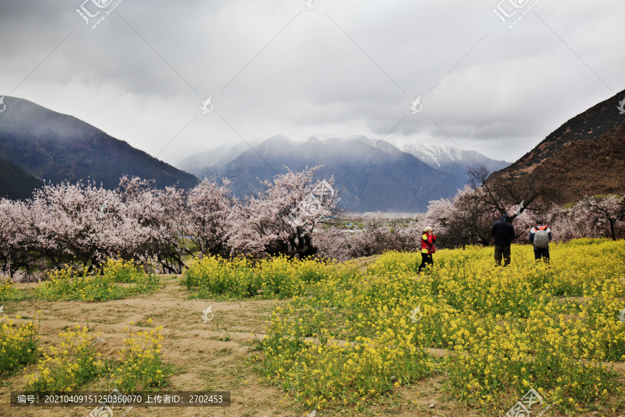 林芝桃花