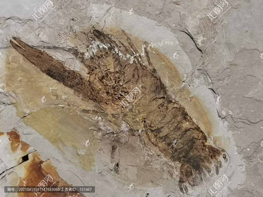 晚侏罗纪古生物化石螯虾化石标本