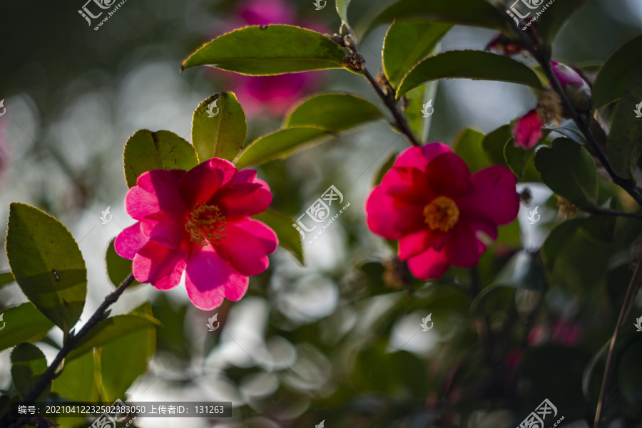 2朵红色茶花