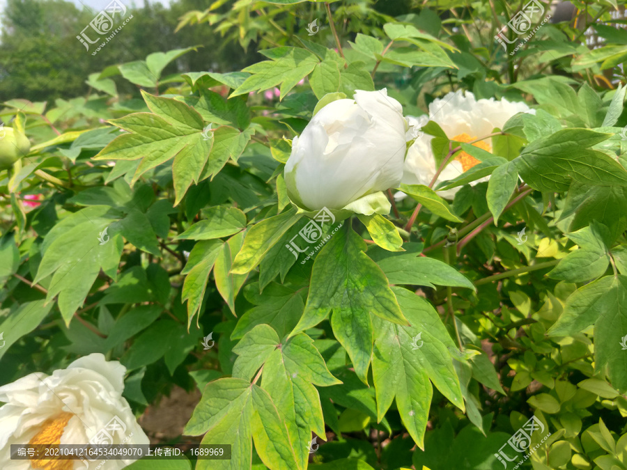 洛阳白牡丹花开