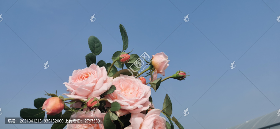 月季玫瑰花花卉植物