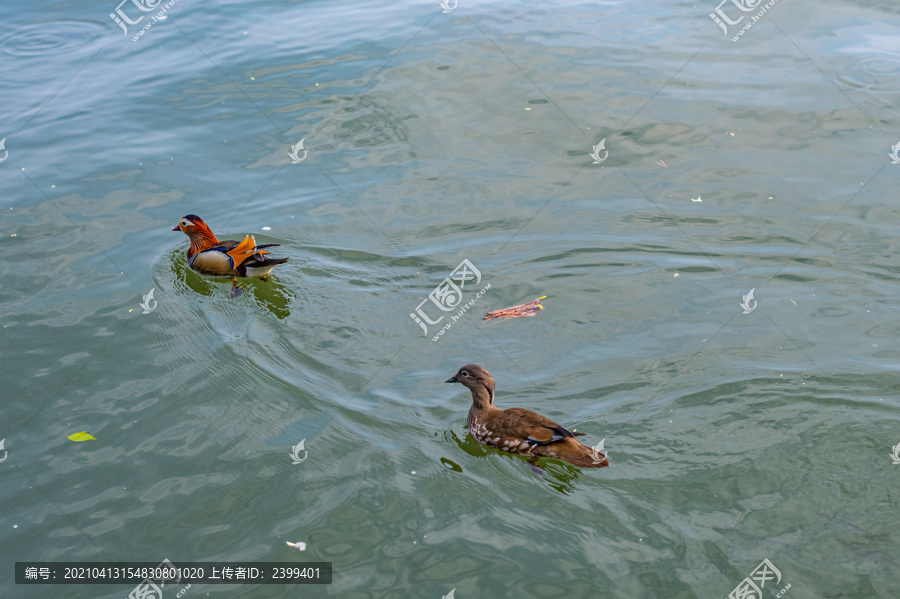 浙江西湖风景区鸳鸯戏水